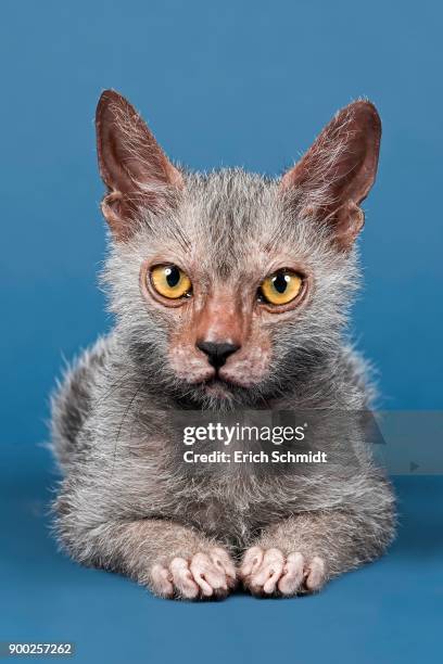 werewolf cat or lykoi cat (felis silvestris catus), kitten, 6 months - ugly cat ストックフォトと画像