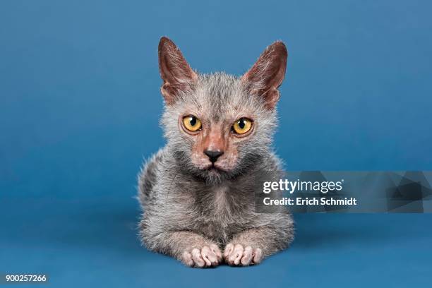 werewolf cat or lykoi cat (felis silvestris catus), kitten, 6 months - ugly cat stockfoto's en -beelden