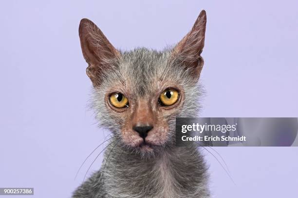 werewolf cat or lykoi cat (felis silvestris catus), kitten, 6 months, portrait - ugly cat ストックフォトと画像