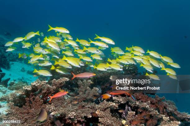 shoal of fish, bluestripe snapper (lutjanus kasmira) swimming over coral reef, saparua, maluku islands, banda sea, pacific ocean, indonesia - lutjanus kasmira stock pictures, royalty-free photos & images