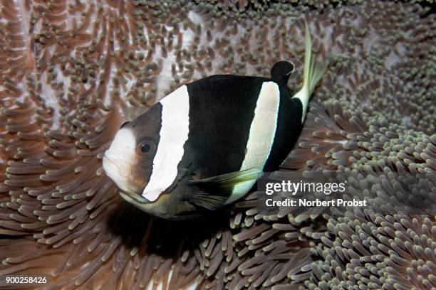 clarks anemonefish (amphiprion clarkii) in ritteri anemone (heteractis magnifica), saparua, maluku islands, banda sea, pacific ocean, indonesia - anemone magnifica stock pictures, royalty-free photos & images
