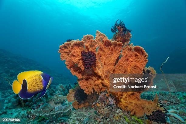 blue-girdled angelfish (pomacanthus navarchus), sea fan (mopsella sp.) with feather star, saparua, maluku islands, banda sea, pacific ocean, indonesia - gorgonia sp stock pictures, royalty-free photos & images