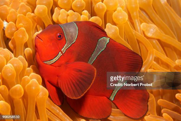 spine-cheeked anemonefish (premnas biaculeatus) in ritteri anemone (heteractis magnifica), saparua, maluku islands, banda sea, pacific ocean, indonesia - anémona magnífica fotografías e imágenes de stock