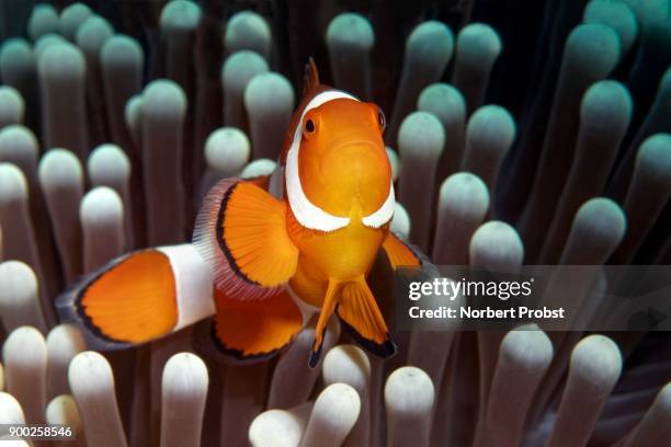 ocellaris clownfish (amphiprion ocellaris) in front of ritteri anemone (heteractis magnifica), saparua, maluku islands, banda sea, pacific ocean, indonesia - anemone magnifica stock pictures, royalty-free photos & images