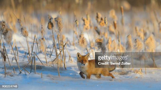 red fox (vulpes vulpes) walking through the snow in front of reeds, on a frozen lake, reeds with seed pods, sumava, czech republic - sumava stock pictures, royalty-free photos & images
