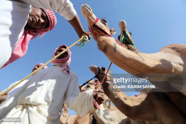 Handlers prepare camels to race during the Liwa 2018 Moreeb Dune Festival on January 1 in the Liwa desert, some 250 kilometres west of the Gulf...