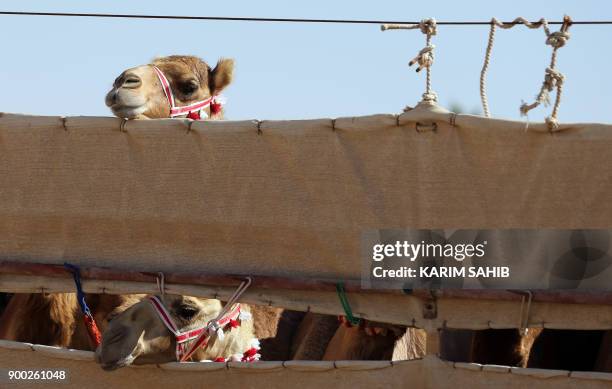 Camels line up prior to the start of a race during the Liwa 2018 Moreeb Dune Festival on January 1 in the Liwa desert, some 250 kilometres west of...