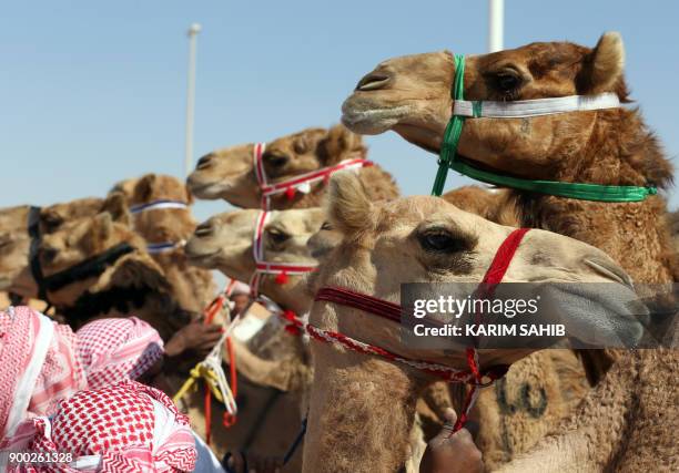 Camels line up prior to the start of a race during the Liwa 2018 Moreeb Dune Festival on January 1 in the Liwa desert, some 250 kilometres west of...