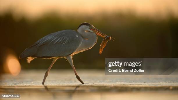 grey heron (ardea cinerea) strides in water with prey, catfish (silurus glanis), evening light, sunset, backlight, kiskunsag national park, hungary - silurus glanis stock pictures, royalty-free photos & images