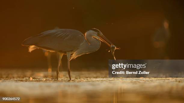 grey heron (ardea cinerea) standing in water with prey, catfish (silurus glanis), evening light, backlight, kiskunsag national park, hungary - siluridae stock pictures, royalty-free photos & images