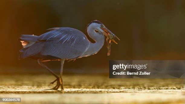 grey heron (ardea cinerea) strides in water with prey, catfish (silurus glanis), evening light, backlight, kiskunsag national park, hungary - siluridae stock pictures, royalty-free photos & images
