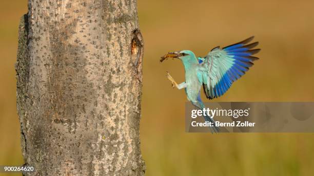 roller (coracias garrulus) approaches nesting hole with prey, mole cricket (gryllotalpa gryllotalpa), kiskunsag national park, hungary - mole cricket stockfoto's en -beelden