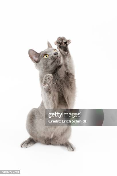 purebred cat russian blue (felis silvestris catus), tomcat, age 8 months - veau fond blanc photos et images de collection