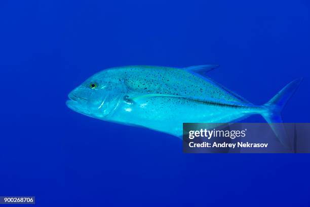 bluefin trevally (caranx melampygus) in blue water, red sea, sharm el sheikh, sinai peninsula, egypt - bluefin trevally stock pictures, royalty-free photos & images