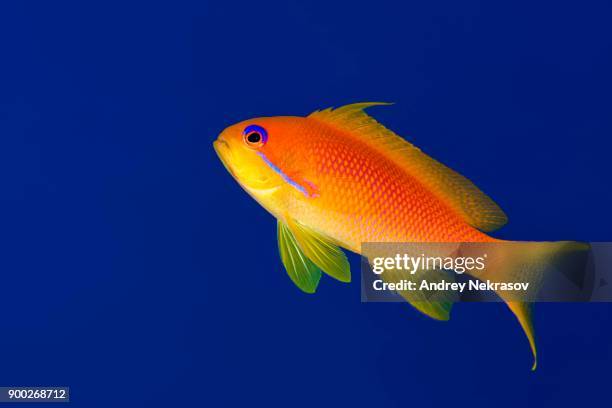 female sea goldie (pseudanthias squamipinnis) in blue water, red sea, sharm el sheikh, sinai peninsula, egypt - jewel fairy basslet stock pictures, royalty-free photos & images