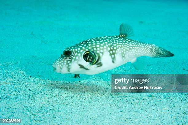 white-spotted puffer (arothron hispidus) swims over sandy bottom, red sea, sharm el sheikh, sinai peninsula, egypt - arothron puffer stock pictures, royalty-free photos & images