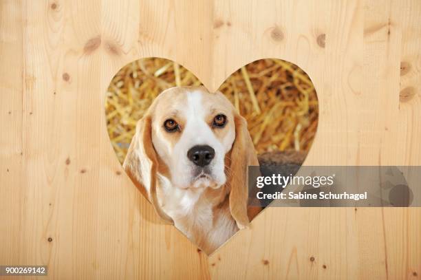 beagle, tricolor, looking through wooden wall with heart, symbol image love for animals - animal head on wall stock pictures, royalty-free photos & images