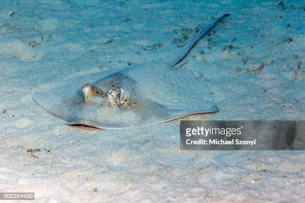 blue spotted stingray (neotrygon kuhlii), great barrier reef, queensland - taeniura lymma stock pictures, royalty-free photos & images