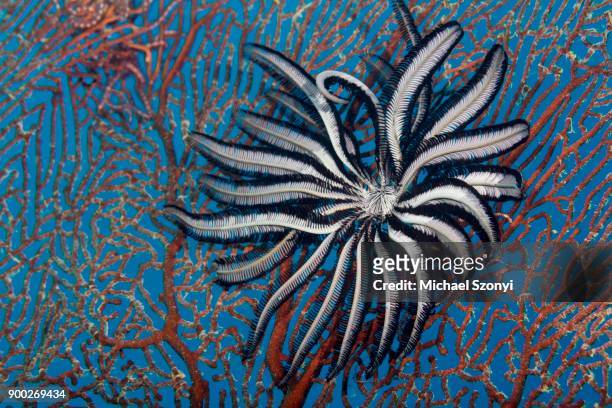 feather star (crinoidea) feeding on a gorgonia, great barrier reef, queensland - crinoidea fotografías e imágenes de stock