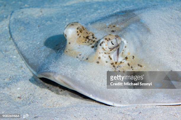 blue spotted stingray (neotrygon kuhlii), great barrier reef, queensland - taeniura lymma stock pictures, royalty-free photos & images