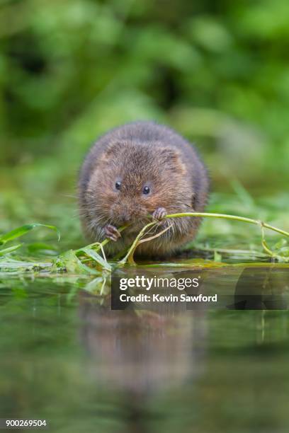 water vole (arvicola terrestris) feeding on vegatation at a pond, kent, england, united kingdom - arvicola stock pictures, royalty-free photos & images