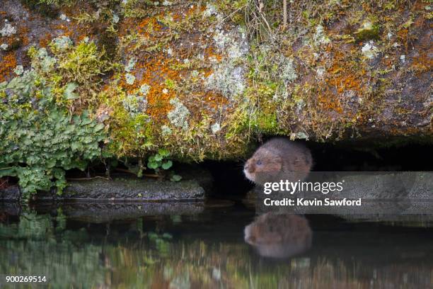water vole (arvicola terrestris) by the edge of a canal, derbyshire, england, united kingdom - arvicola stock pictures, royalty-free photos & images