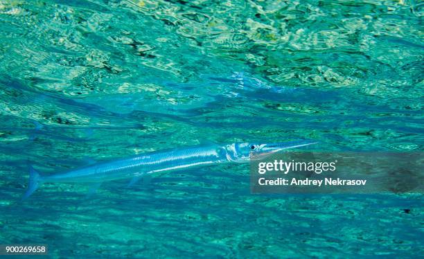 red sea houndfish (tylosurus choram) swimming beneath the surface of water, red sea, egypt - aguja imperial fotografías e imágenes de stock