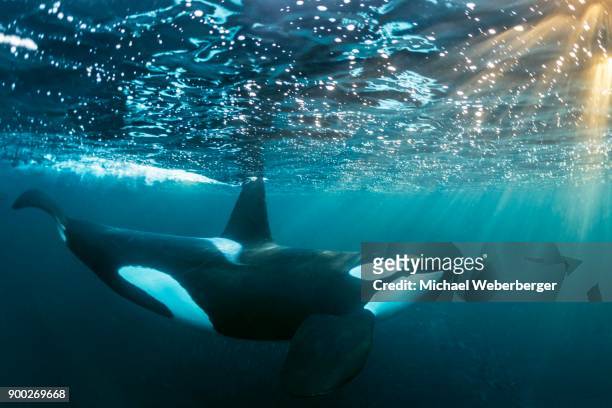 orca (orcinus orca) below the water surface, norway, tromvik, kaldfjorden - killer whale stock pictures, royalty-free photos & images