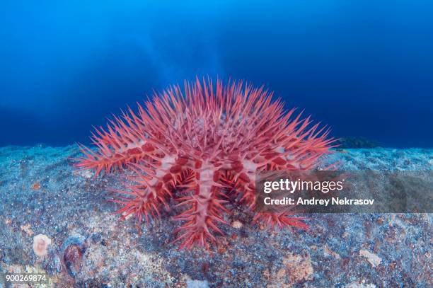 thorns sea star (acanthaster planci), starfish produces a cloud of sperm, red sea, egypt - acanthaster planci bildbanksfoton och bilder