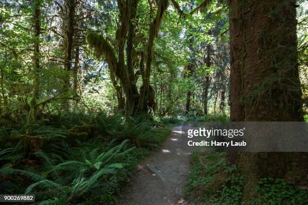 trail in hoh rainforest, near forks, olympic national park, washington, usa - temperate climate stock pictures, royalty-free photos & images