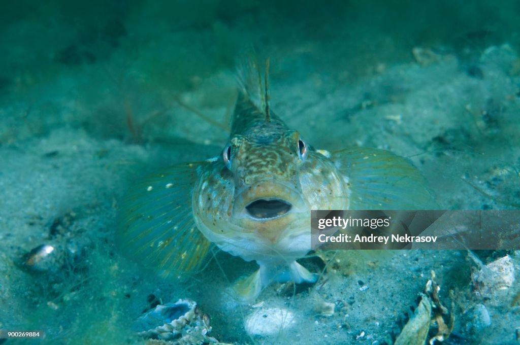 Round goby (Neogobius melanostomus), Black Sea, Ukraine