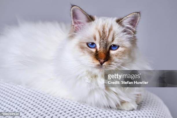 cat breed birman, young male cat, chocolate tabby - blue eyed soul stock pictures, royalty-free photos & images