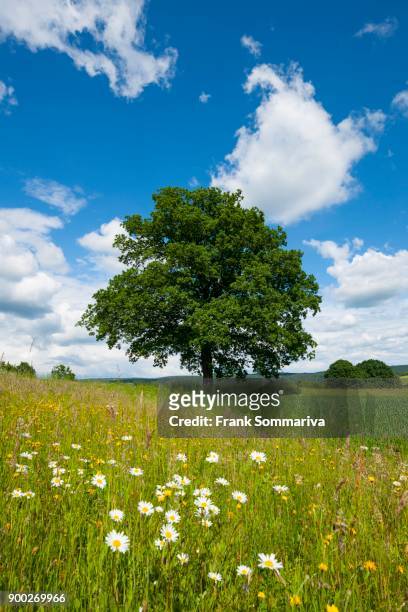 english oak (quercus robur), solitary tree, bavaria, germany - ヒナギク ストックフォトと画像