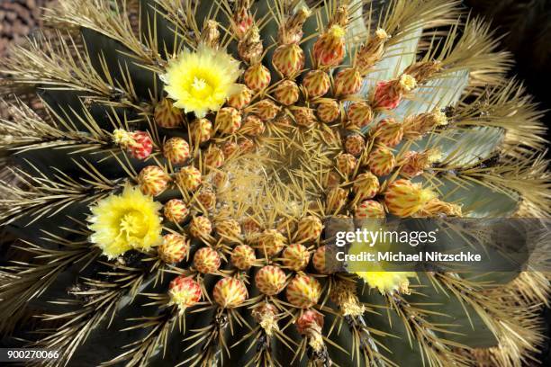 golden barrel cactus (echinocactus grusonii), jardin botanico viera y clavijo, gran canaria, canary islands, spain - echinocactus stock pictures, royalty-free photos & images