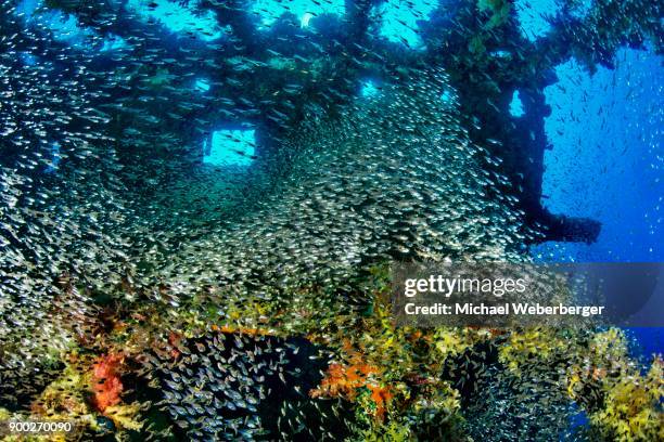 wreck diving and glass or pempherids, chrisoula k., container ship, shaab abu nuhas, red sea, egypt - parapriacanthus stock pictures, royalty-free photos & images