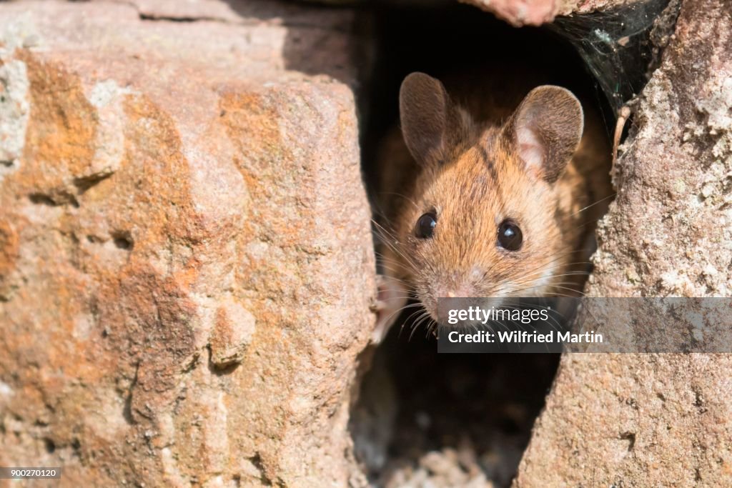 House mouse (Mus musculus) looking out of a hole in stone wall, Germany