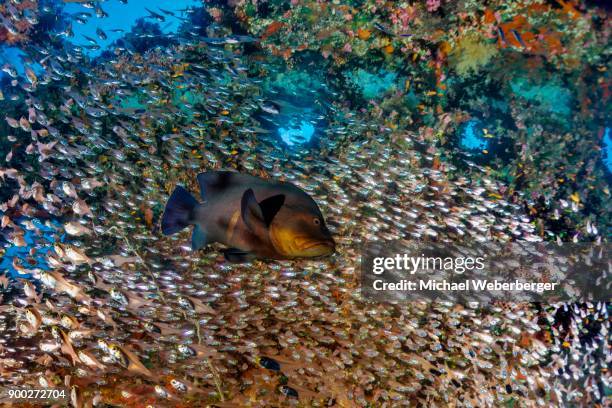 redmouth grouper (aethaloperca rogaa) with pempherid (pempheridae) chrisoula k., container ship, shaab abu nuhas, red sea, egypt - parapriacanthus stock-fotos und bilder