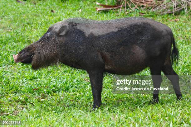 bearded pig (sus barbatus), bako national park, sarawak, borneo, malaysia - bearded pig stock-fotos und bilder