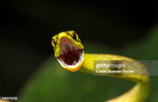 natter (oxybelis brevirostris) with open mouth, the amazon rainforest, canande river nature reserve, choco forest, ecuador - amazon rainforest snakes photos et images de collection