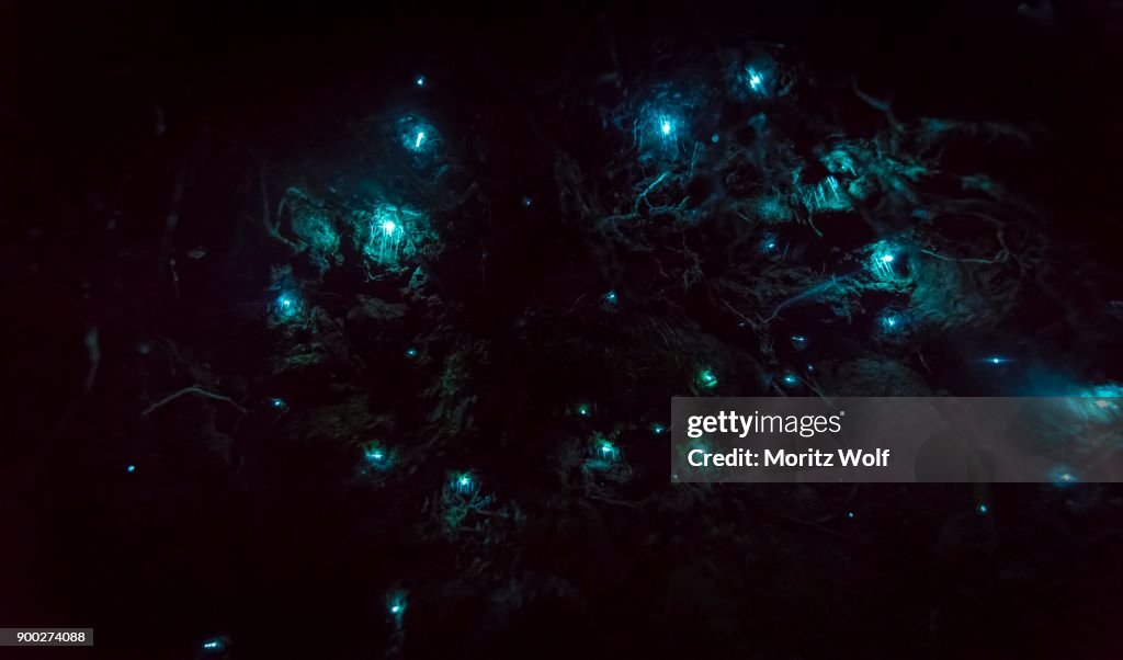 Bioluminescence, luminous Glowworm, maggot of fungus gnats (Arachnocampa luminosa) in a cave, endemic to New Zealand, Leith Valley, Dunedin, New Zealand