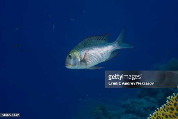 bigeye emperor or humpnose big-eye bream (monotaxis grandoculis) floats in blue water near coral reef, dahab, sinai peninsula, red sea, egypt - humpnose bigeye bream stock pictures, royalty-free photos & images