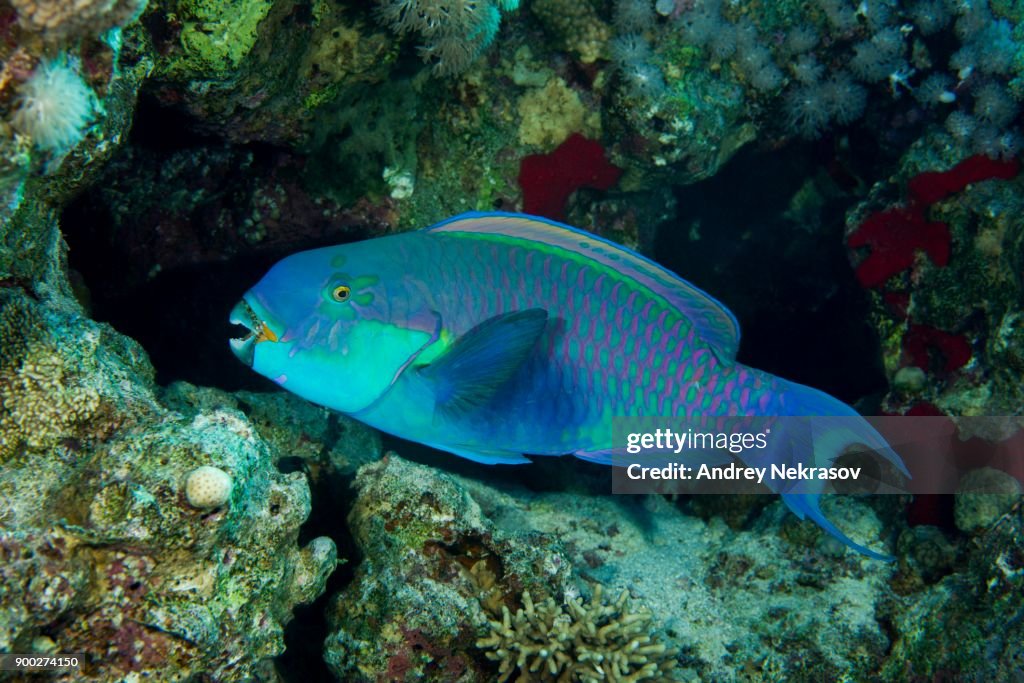 Steephead Parrotfish (Chlorurus gibbus) at coral reef, Red Sea, Egypt