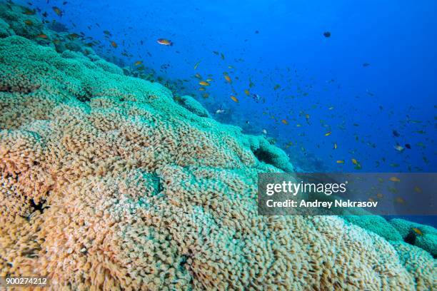 school of fish, sea goldie (pseudanthias squamipinnis) over flowerpot coral (goniopora columna), coral reef, red sea, sharm el sheikh, sinai peninsula, egypt - columna imagens e fotografias de stock