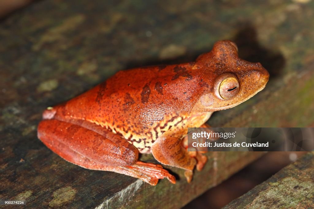Harlequin tree frog (Rhacophorus Pardalis), Kubah National Park, Sarawak, Borneo, Malaysia