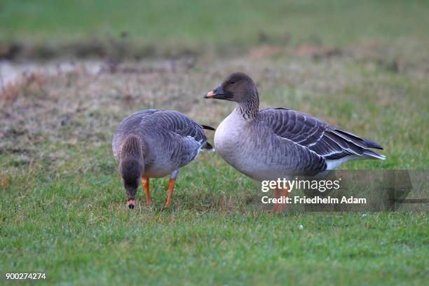 bean geese (anser fabalis), couple foraging in a meadow, helgoland, north sea, germany - anser fabalis stock pictures, royalty-free photos & images