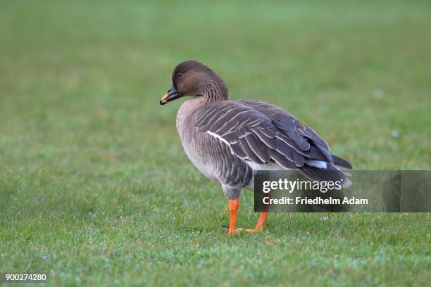 bean goose (anser fabalis) in meadow, helgoland, north sea, germany - anser fabalis stock pictures, royalty-free photos & images