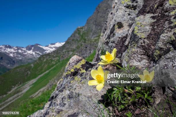 yellow pasqueflower (pulsatilla alpina) on rock, pflerschertal, trentino province, province of south tyrol, italy - pulsatilla alpina stock pictures, royalty-free photos & images