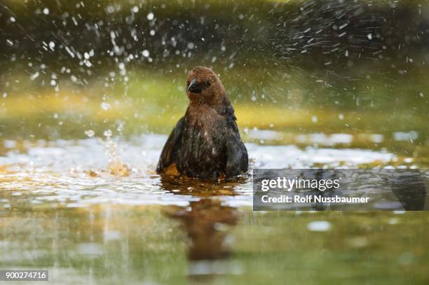 brown-headed cowbird (molothrus ater), adult male bathing, hill country, texas, usa - cowbird stock pictures, royalty-free photos & images