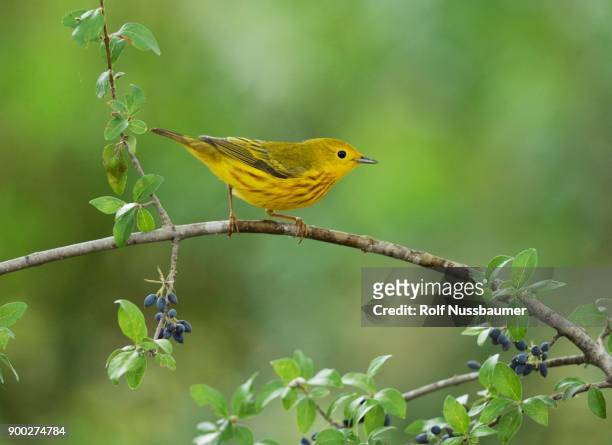 yellow warbler (dendroica petechia), adult male perched on elbow bush (forestiera pubescens) with berries, hill country, texas, usa - chipe amarillo fotografías e imágenes de stock