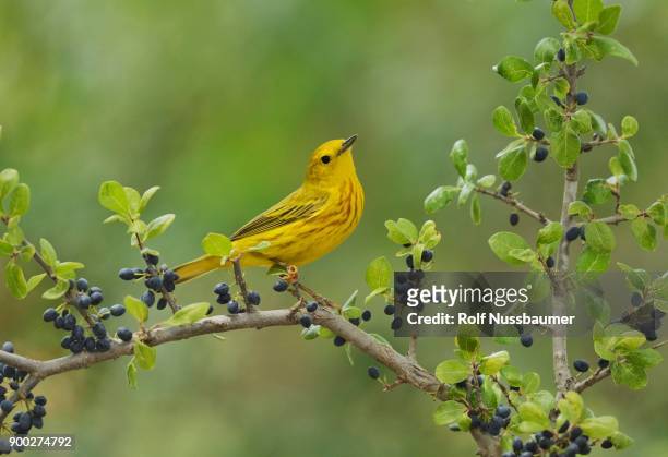 yellow warbler (dendroica petechia), adult male perched on elbow bush (forestiera pubescens) with berries, hill country, texas, usa - chipe amarillo fotografías e imágenes de stock